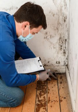 bay area mold remediation san jose mold removal palo alto mold inspection